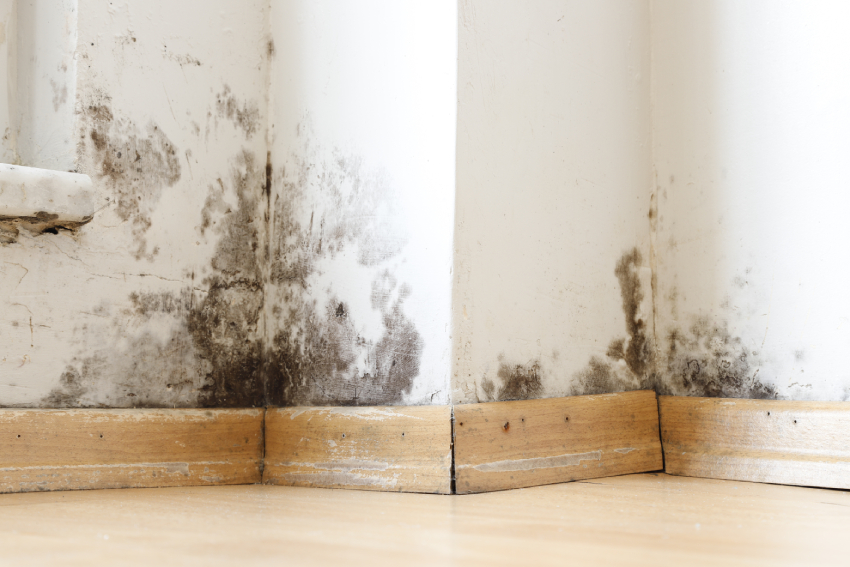 Mold in Walls: Prevent Humidity and Protect Interior Spaces
